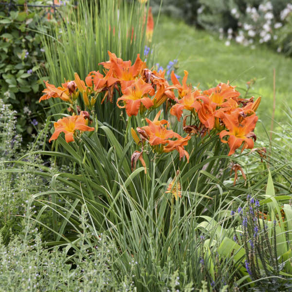 Mature Primal Scream Daylily flowering on tall 34-inch scapes in a sunny perennial border
