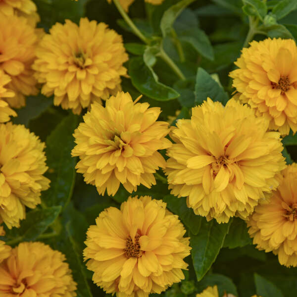 Close-up of Rays for Days Heliopsis showing multiple layers of overlapping golden-yellow petals