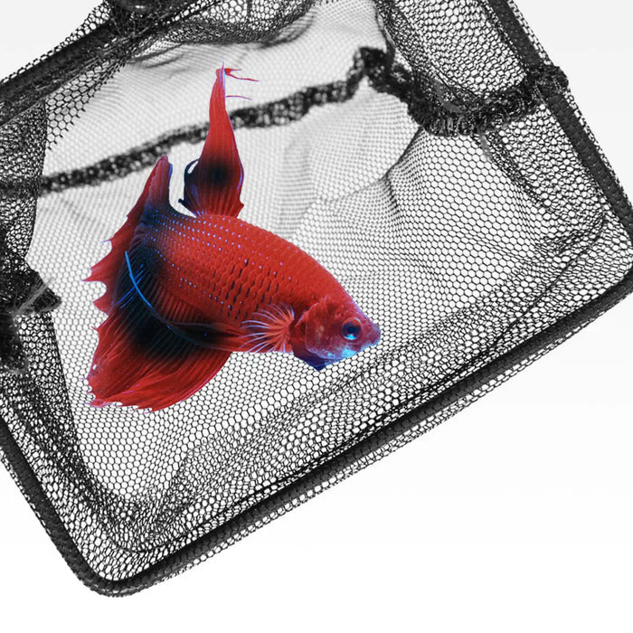 Seachem Fish Net with black mesh and red betta fish