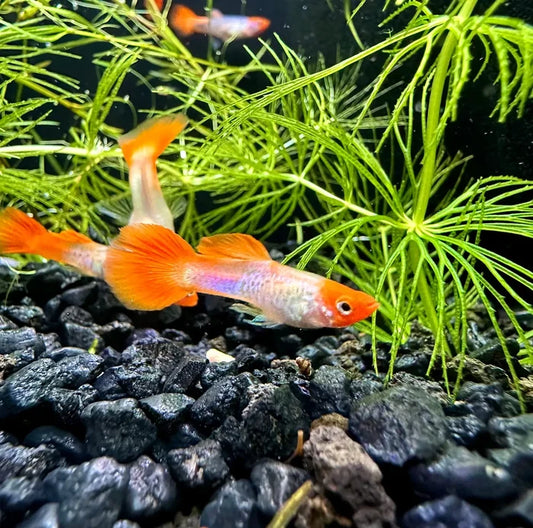 Vibrant orange and white snakeskin koi guppy pair with flowing fins swimming among green aquatic plants in aquarium