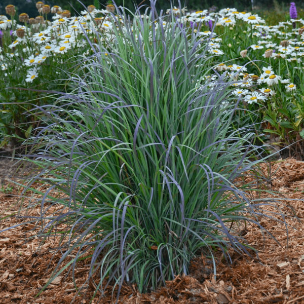 A healthy Standing Ovation Little Bluestem ornamental grass with blue-green foliage, displayed in a garden setting with other plants in the background.