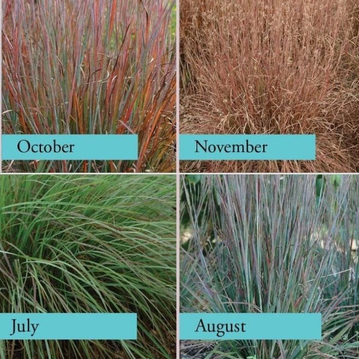 The four season beauty of Standing Ovation Little Bluestem