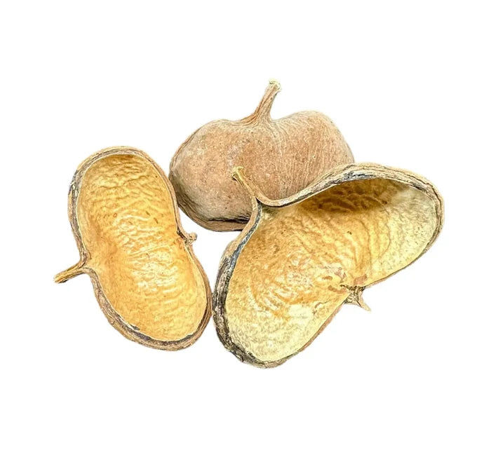 Sterculia Pods — dried light brown pods with textured inner surfaces