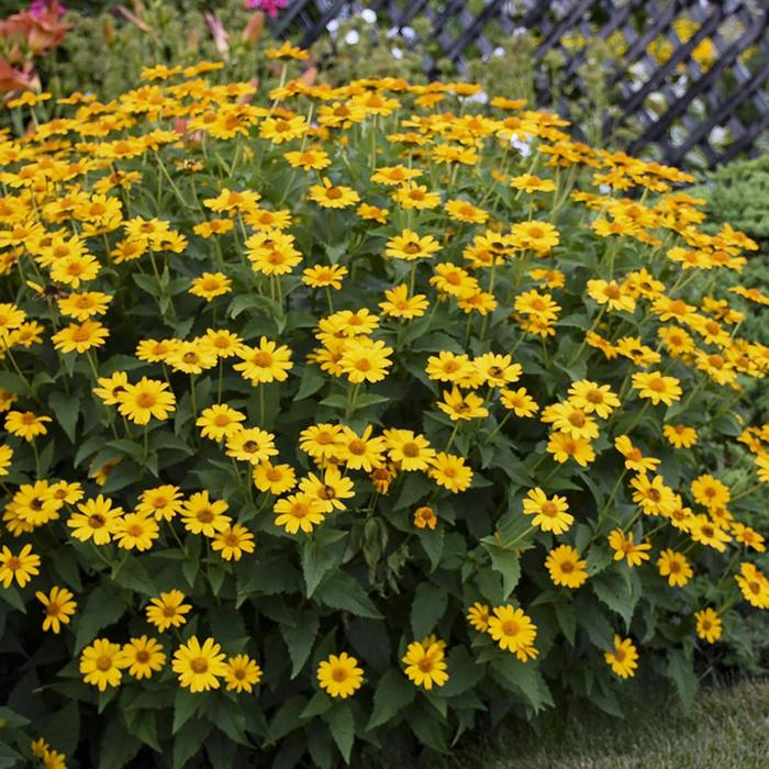 Mature Summer Sun False Sunflower forming an upright golden flowering clump in a sunny perennial border