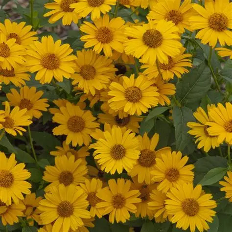 Tuscan Sun false sunflower blooming with golden-yellow flowers and orange-gold centers