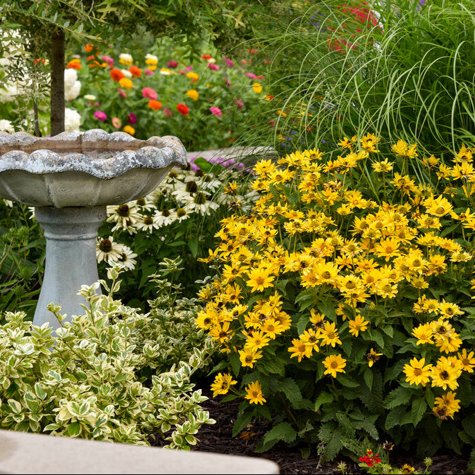 Tuscan Sun perennial sunflower planted with white echinacea and ornamental grasses