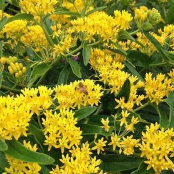 Asclepias tuberosa Hello Yellow flower clusters attracting butterflies and honeybees in a native garden