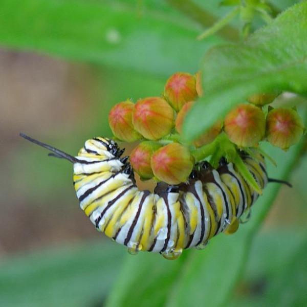 Monarch butterfly caterpillar visiting Yellow Butterfly Weed flower buds in full sun
