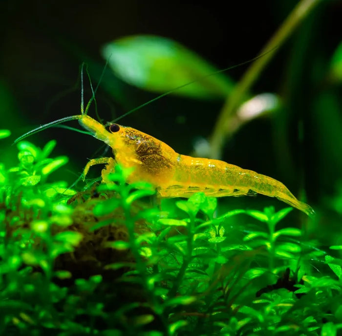 Yellow Goldenback Shrimp with translucent body and long antennae on green plants