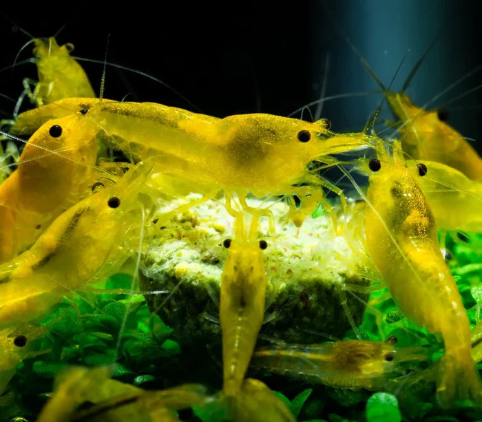 Yellow Goldenback Shrimp — live freshwater dwarf shrimp among plants and rocks