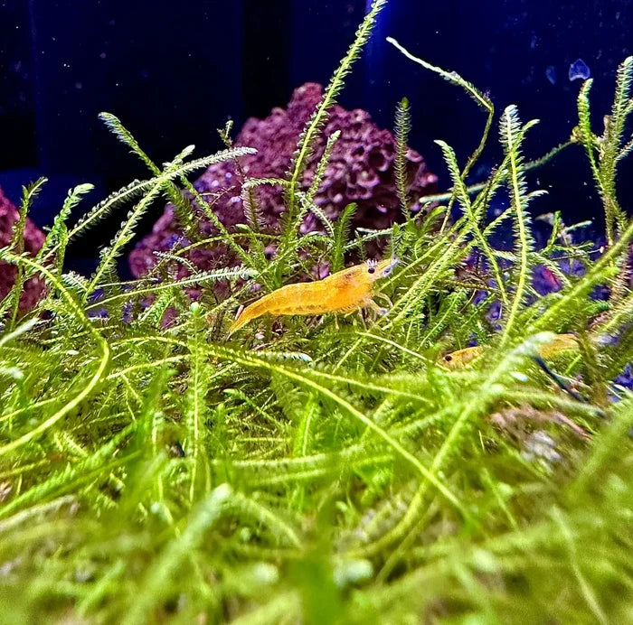 Yellow Goldenback Shrimp — live freshwater shrimp among green aquarium plants